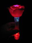 magic rose