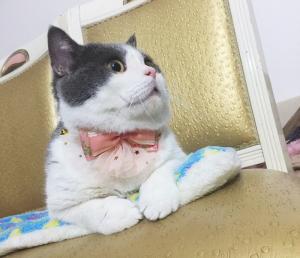 China Luxury Lace Bow Tie Cat Collar , Unique Pet Collars Decoration Size 10cm on sale
