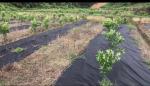 Ground Cover / Landscape Agriculture Fabric Weed Control fabric Non - Toxic