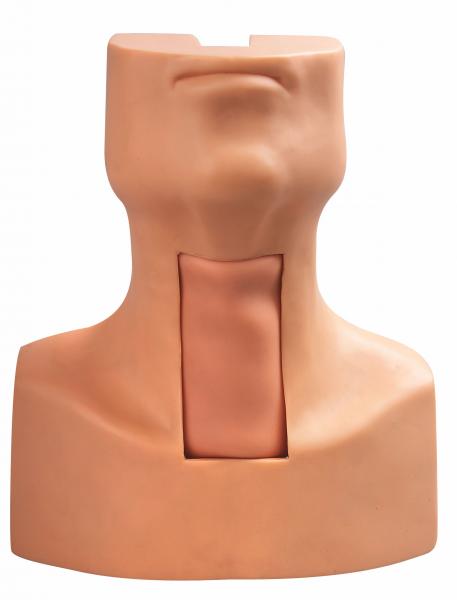 Buy Tracheostomy Puncture Intubation Model with Simulated Trachea and Neck Skin for Training at wholesale prices