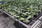 Rectangular Plastic Nursery Seedling Trays UV Resistant Easy Maintenance