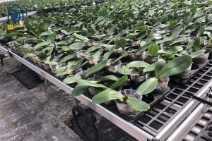 Quality Rectangular Plastic Nursery Seedling Trays UV Resistant Easy Maintenance for sale