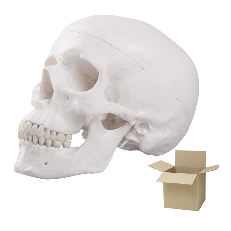 Life Size Adult Human Skull Anatomical Head Skeleton Model With Removable Teeth