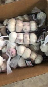 Quality Anti Cancer Natural Fresh Garlic for sale