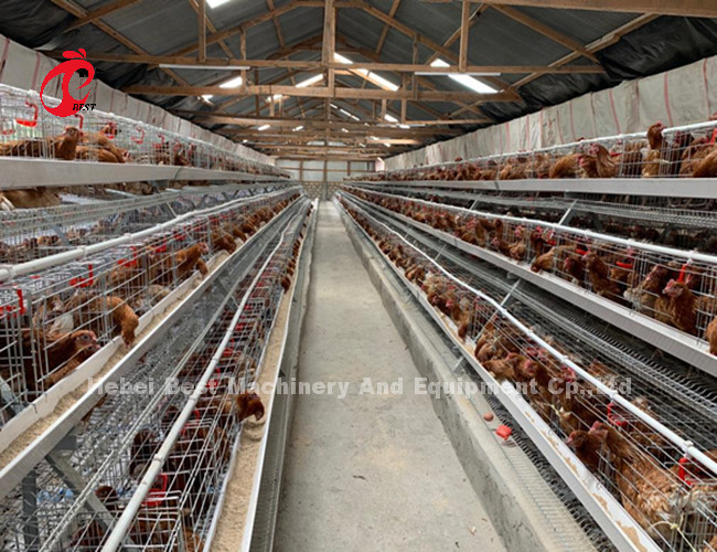 Best Brand Reliable Poultry Farming Cage System Of Poultry Management Iris