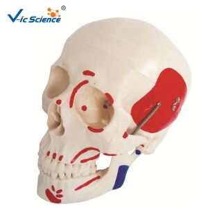 PVC Human Skull And Brain Model For Medical Science Teaching