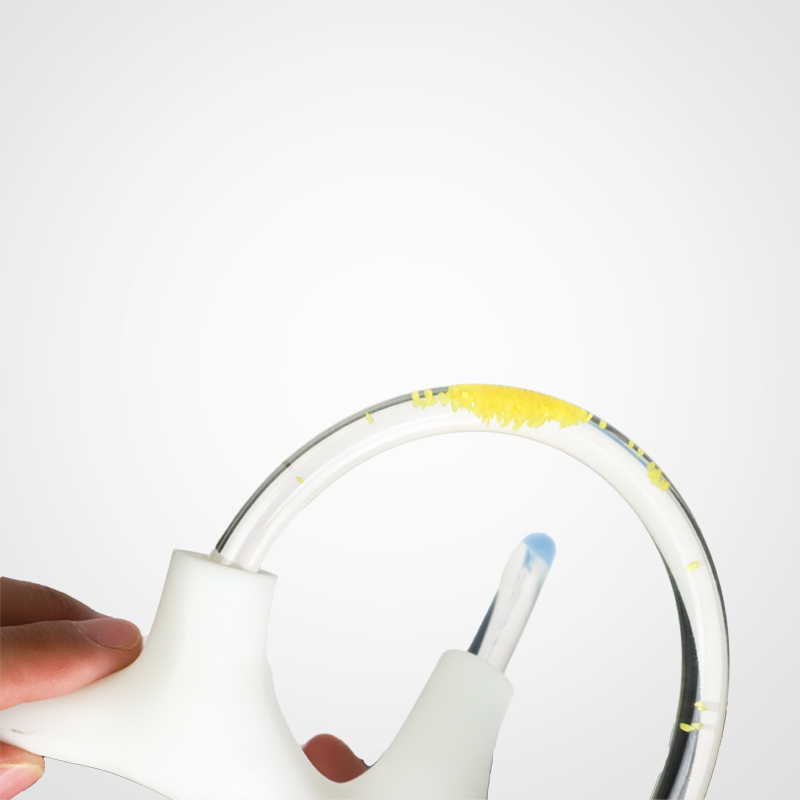 Human Skeleton Cochlea Inner Ear Cranial Nerve Rehabilitation Anatomical Function Didactic Demonstration Semicircular Canal
