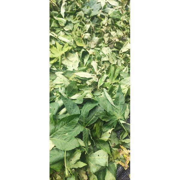 Raspberry Sweet Tea Contains Sweeteners Flavonoid and Catechin Substances. It