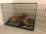 Easy Assembly Composite Pan 46cm Black Metal Dog Cage