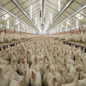 Quality Durable Steel Structure Poultry House for Livestock Farming for sale