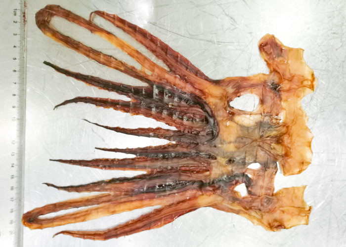 Healty Tentacle Shredded Squid Snack Tentacles Deep Sea Brown Color
