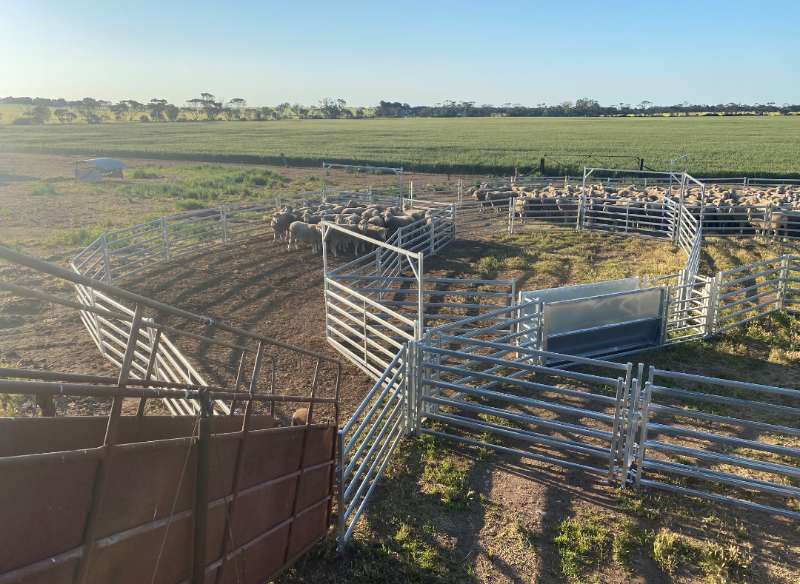 1.8m Hot Dip Galvanized Livestock Corral Panels For Cattle Fence