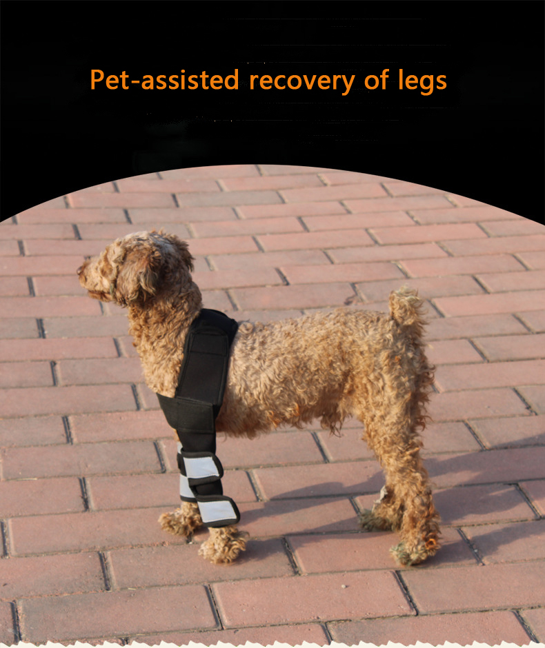 Hock Joint Sports Knee Pads Breathable Shockproof Custom Small Dog Knee Brace