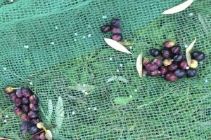 Quality Nut &amp; Olive Harvesting Net to greece, Italy for sale