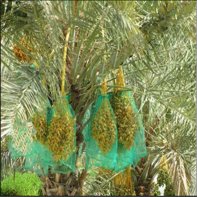Dubai 70*90cm 80*100cm PE Protection Date Palm Net Bag for Dates Palm Fruit Packaging