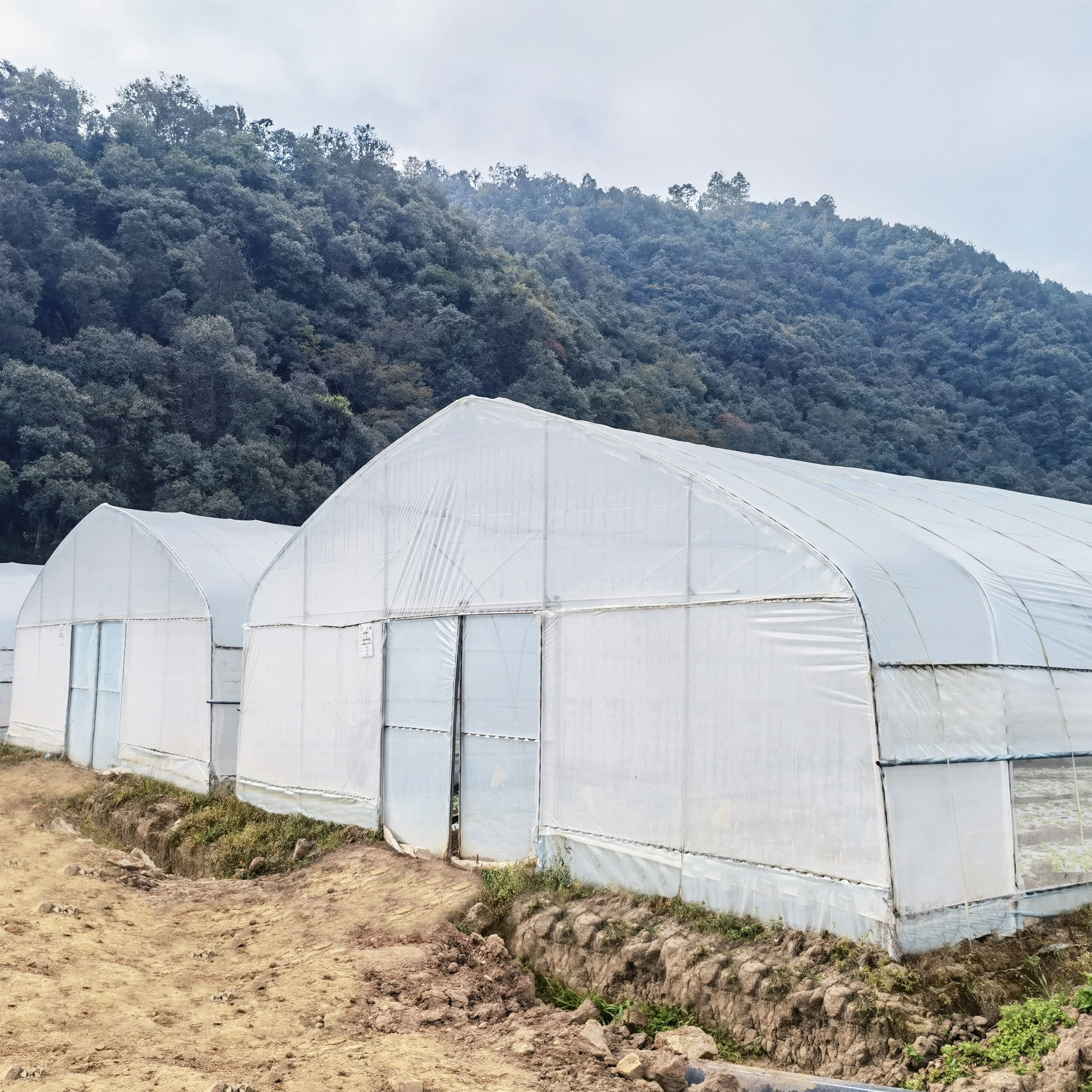 Tunnel Plastic Greenhouse Galvanized Steel Frame Pe Film Greenhouse Single Span Greenhouse