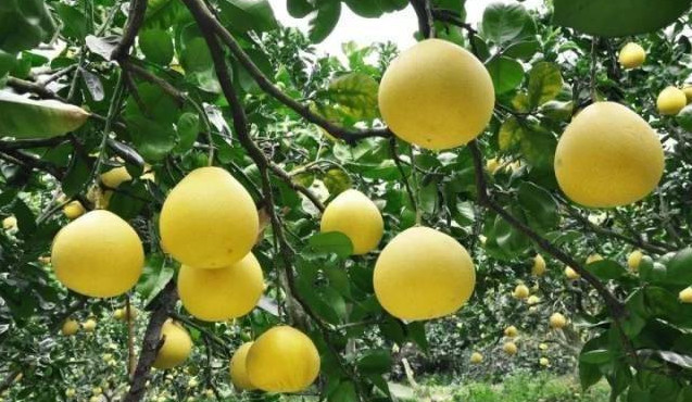 Water Soluble Fulvic Acid Fertilizer 90% Super Potassium Organic