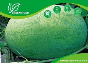 Quality Light green rind Organic Watermelon Seeds with netted stripes for sale
