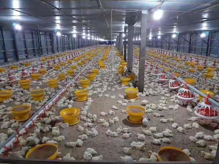 Broilers Breeders 5kg Pp Chicken Bucket Feeder