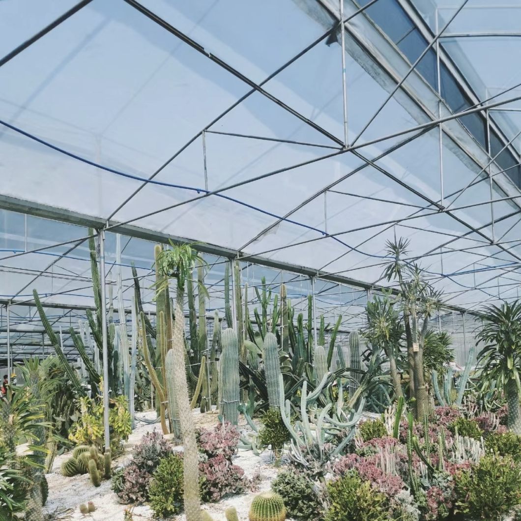 Hydroponic System for Glass Greenhouse Vegetables