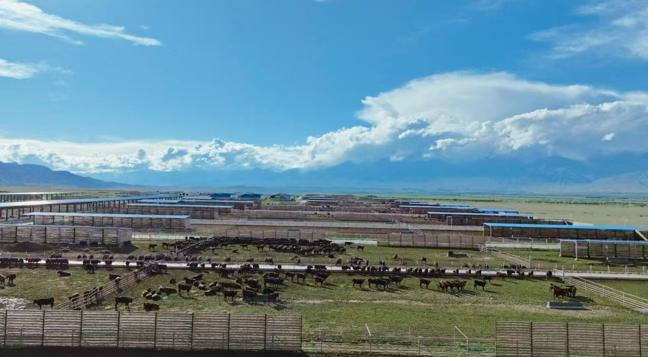 Modern Light Steel Frame Cattle Shed with Galvanized Steel Structure