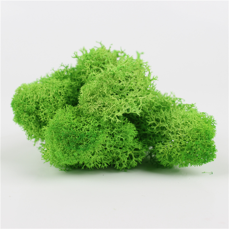 Luxury Home Preserved Natural Moss For All Year Occasions Decoration