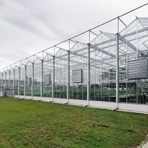 Quality Multi-Span Greenhouse Duble Plate Glass Galvanized Greenhouse Structure Glass Dutch Greenhouse Vertical for sale