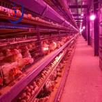 Agricultural Poultry Lighting Poultry Led Bulb For Chicken Farm