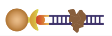 BeaverBeads 10-30μm Magros Streptavidin Magnetic Beads The Ultimate Solution For Protein Enrichment And Purification