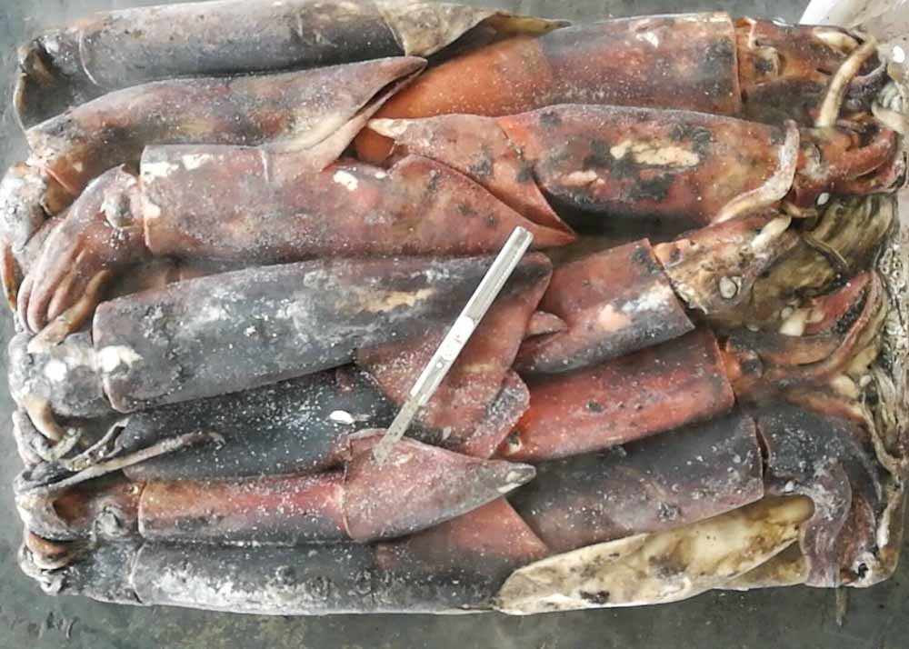 frozen giant squid 500-100 dosidicus gigas BQF good freshness Peru giant squid frozen squid rings