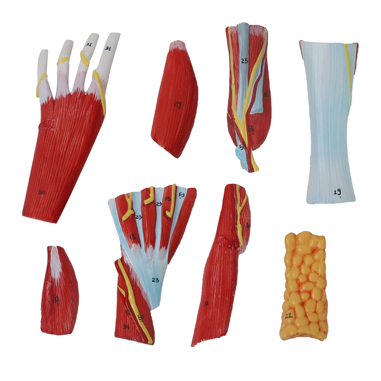 Life size Anotomy Didactic Research Medical School Campus Hospital Rehabilitation Treatment After Surgery Foot Ankle Model