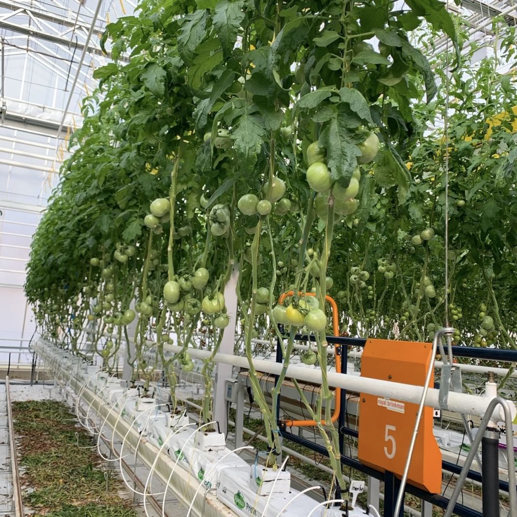 Hydroponic System for Glass Greenhouse Vegetables