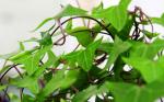 Common ivy Hedera helix herb ivy league extract /HederanepalensisK, Kochvar