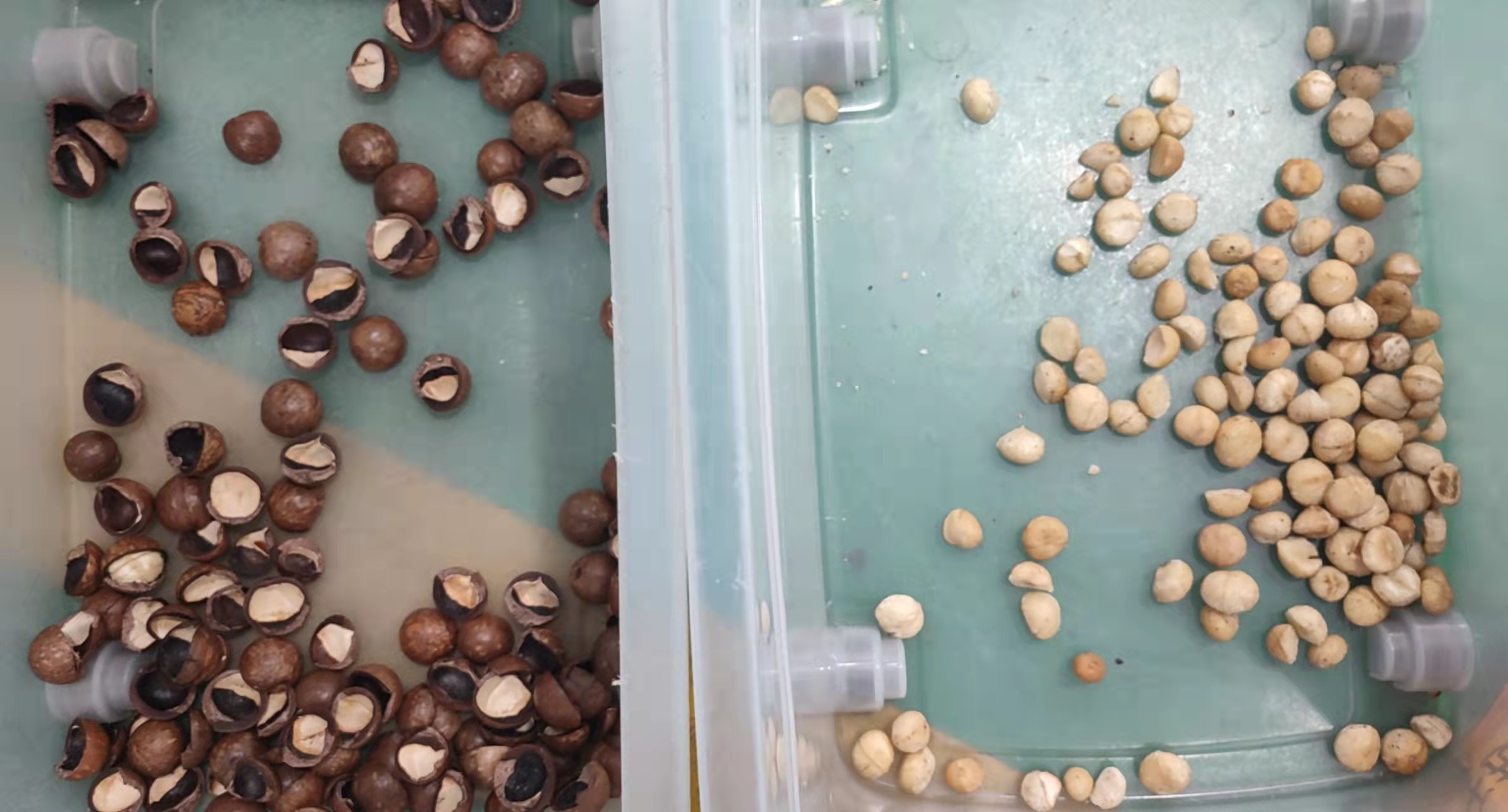 Macadamia Seeds Nuts Color Sorter Ccd Optical For Shell Kernel Separation