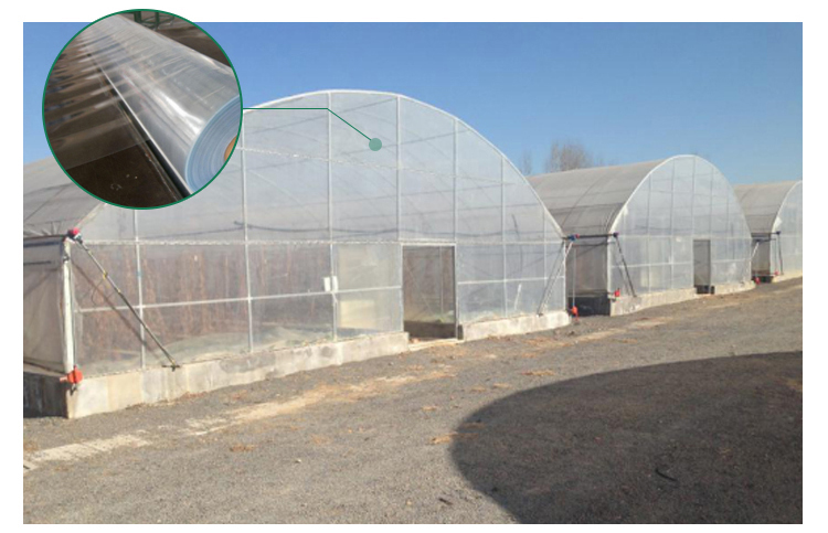 LiTai Greenhouse Single-span PE Film Greenhouse with Ventilation System on Side Window