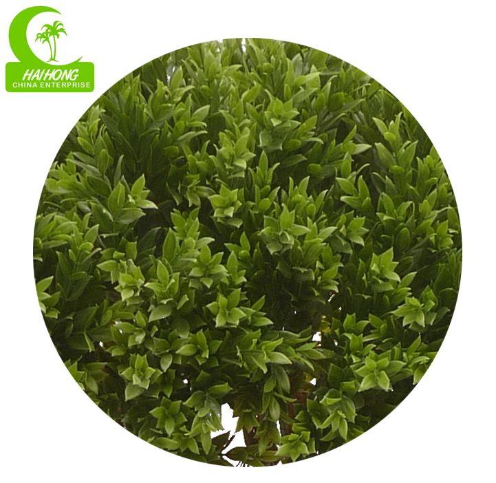 Artificial Privet