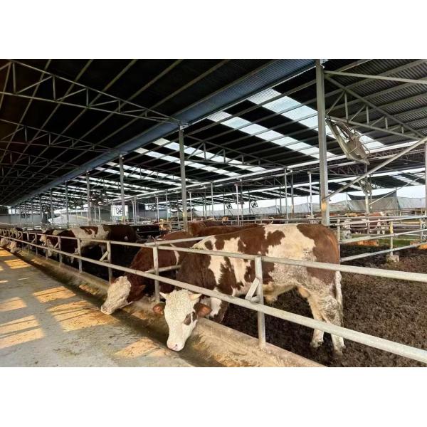 Prefabricated large-span intelligent steel structure farm breeding building