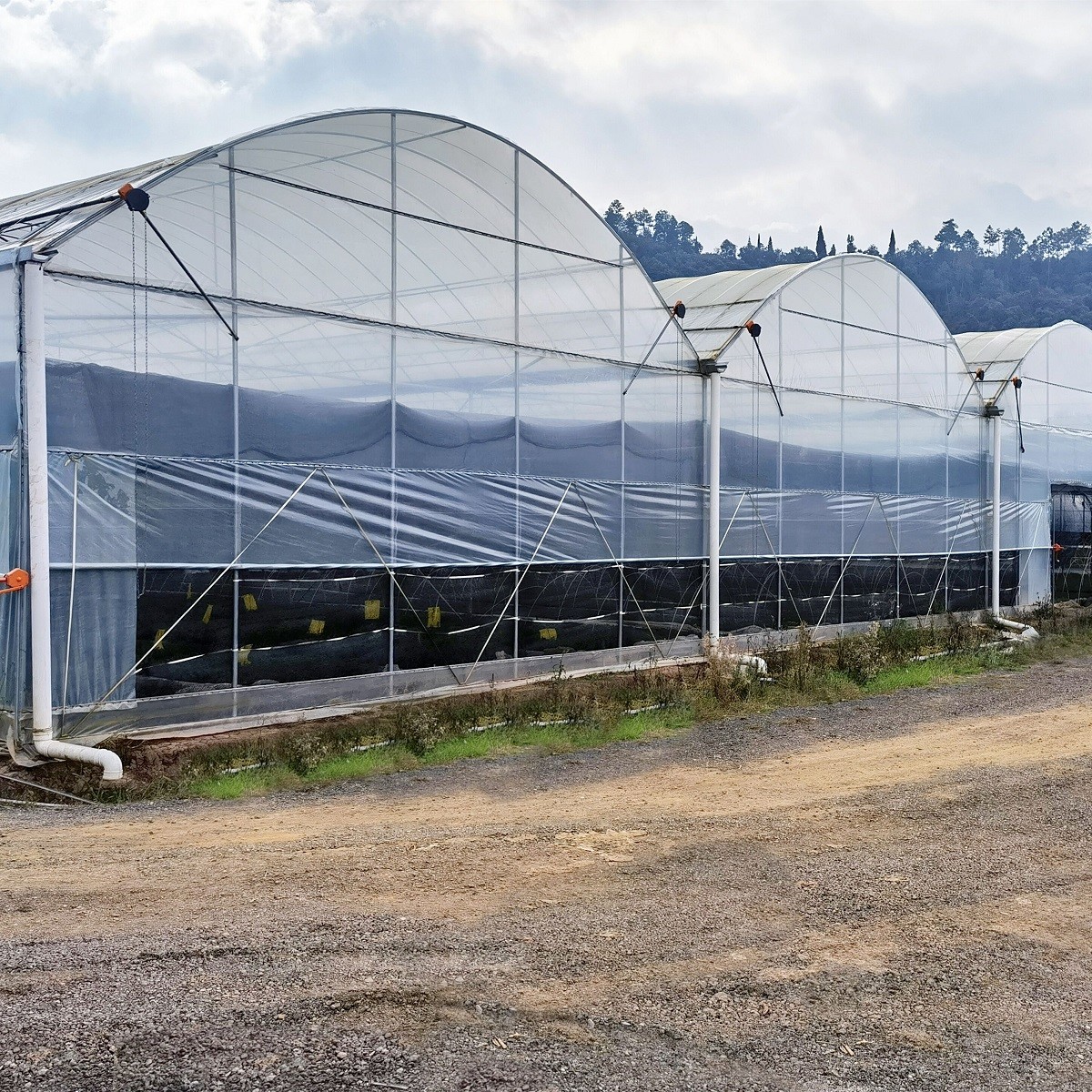 Rolling Bench Vegetable High Tunnel Greenhouse Steel Frame Hydroponics Large Span Greenhouse