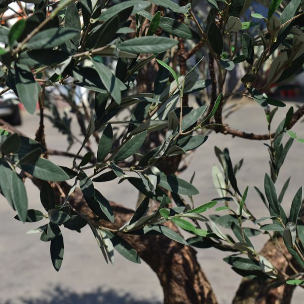 Customized Realistic UV Resistant Large Indoor Olive Tree​ For Commercial Projects Residential Use