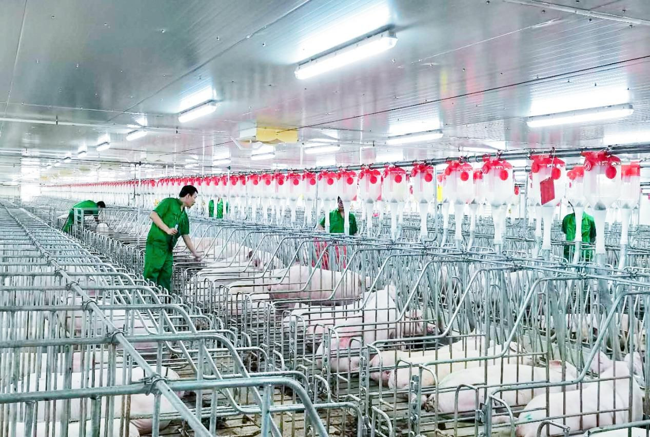 High Durability 2000 Pigs Farm Livestock Farming Equipment