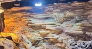 Quality Water Resistant Reptile Tank Background Eco Friendly And Easy Maintenance for sale