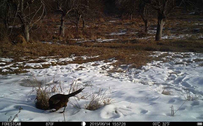 Energy - Efficient Wild Game Hunting Camera Game Camera With Remote Viewing