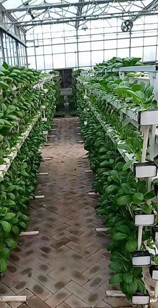 commercial NFT hydroponic growing system greenhouse NFT hydroponic channel