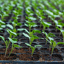 rows of seedlings in a plastic grow tray