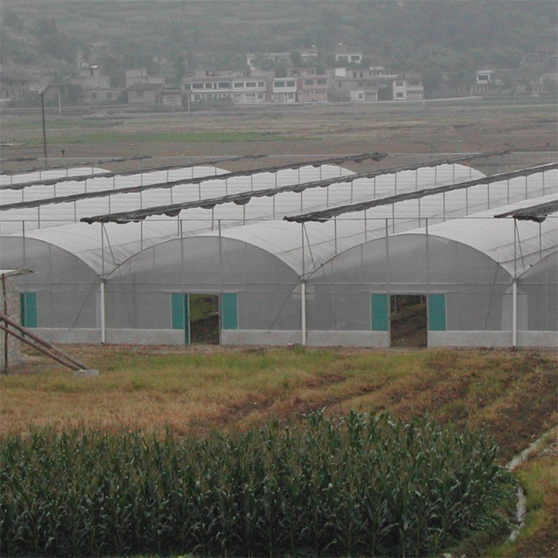 Hydroponic Complete Thailand Multi Span Greenhouse Side Ventilation Industrial