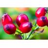 Buy cheap Rose Hips Extract Powder with 5%-20% Rose Polyphenols with rice experience in from wholesalers